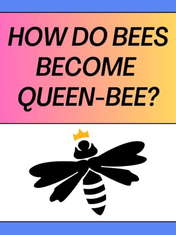 How Bees Become Queens