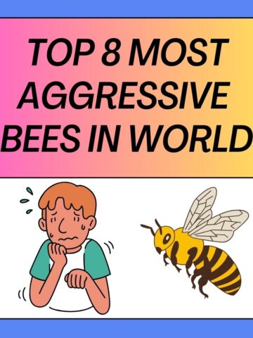 Most Aggressive Bees in the World