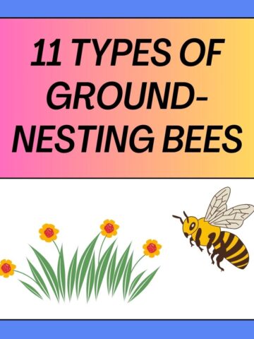 Types of Ground-Nesting Bee