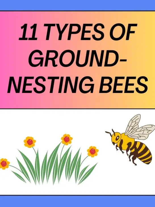 11 Types of Ground-Nesting Bees You Must Know