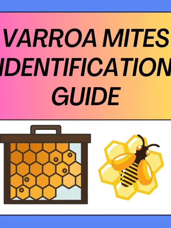 What Do Varroa Mites Look Like? Identification Guide