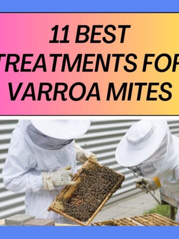 Best Treatments for Varroa Mites in Beehives