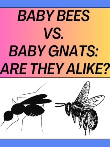 Baby Bees vs. Baby Gnats Are Baby Bees Like Baby Gnats