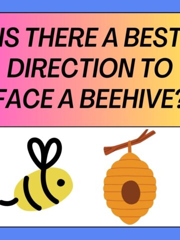 Direction To Face A Beehive