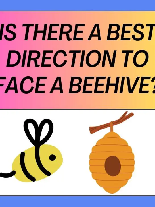 Best Direction To Face A Beehive: [Location And Orientation]