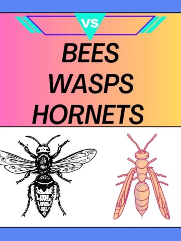 Bees Vs Wasps Vs Hornets