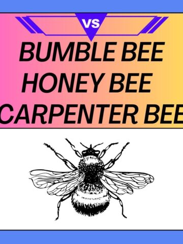 Bumble bee vs Honey bee vs Carpenter bee