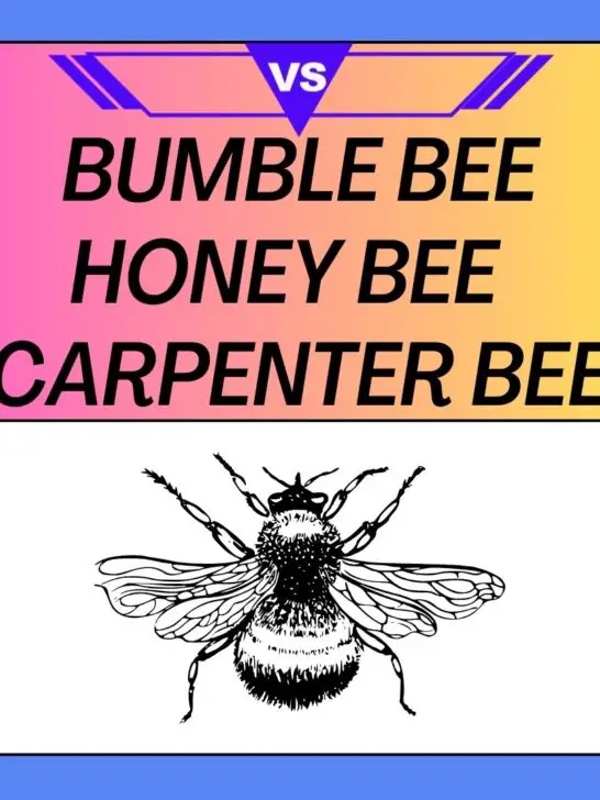 Bumble bee vs Honey bee vs Carpenter bee: What’s The Difference?