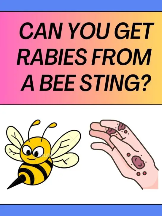 Can You Get Rabies From A Bee Sting?