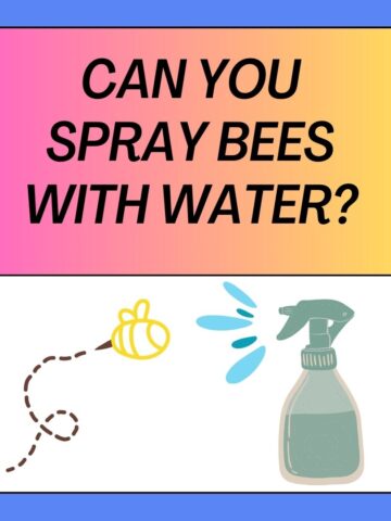 Can You Spray Bees With Water?