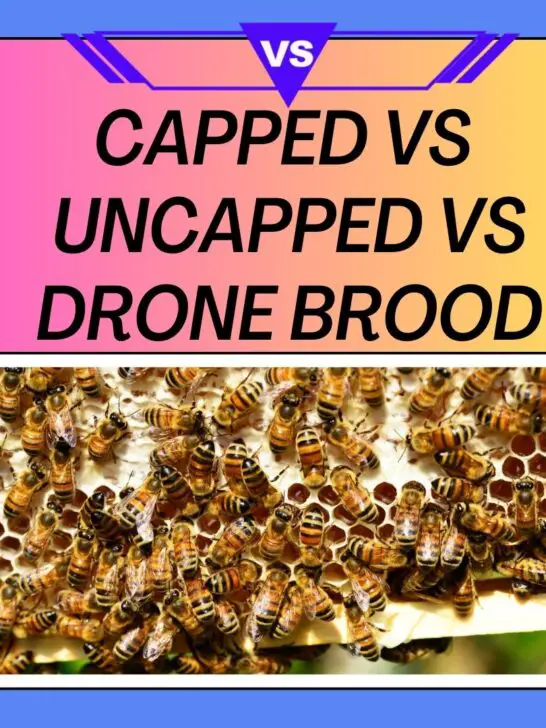 Capped Honey Vs Capped Brood Vs Drone Brood