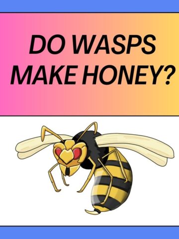 Do Wasps Make Honey 5 Ways Wasps Consume Food