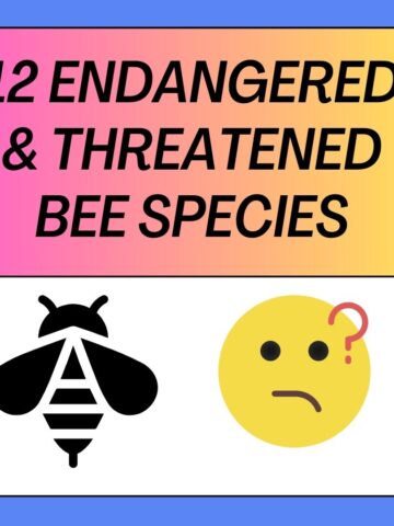 Endangered and Threatened Bee Species