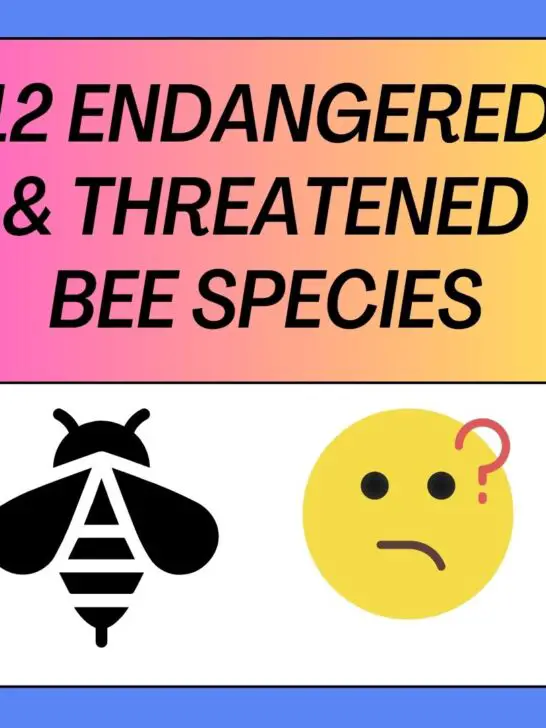 12 Endangered and Threatened Bee Species You Must Know!