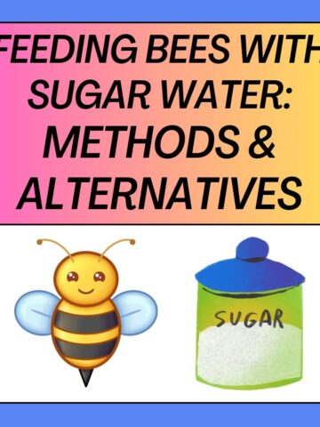 Feeding Bees with Sugar Water