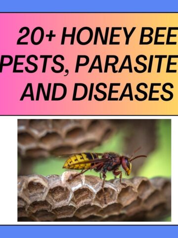 Honey Bee Pests, Parasites and Diseases