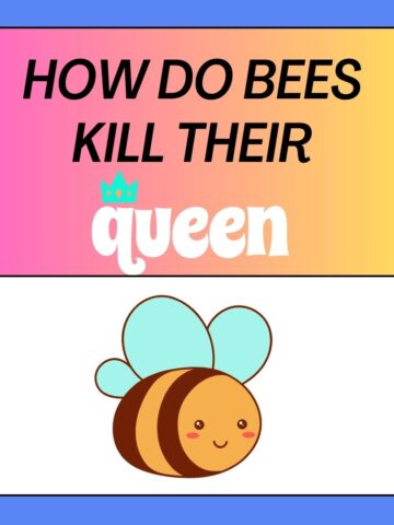 How Do Bees Kill Their Queen