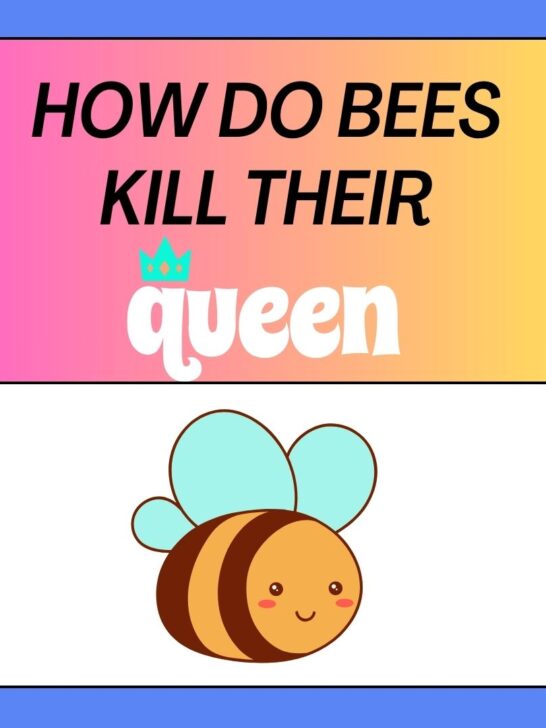 How Do Bees Kill Their Queen? Supersedure Unveiled