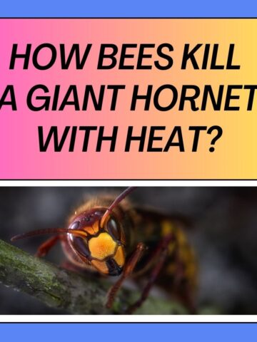 How Do Bees Kill a Giant Hornet With Heat