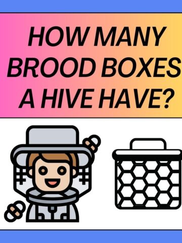 How Many Brood Boxes Should A Hive Have