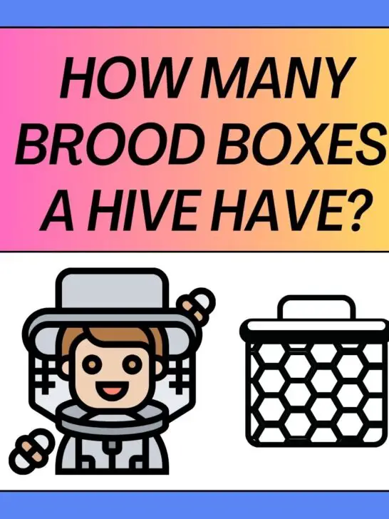 How Many Brood Boxes Should A Hive Have?