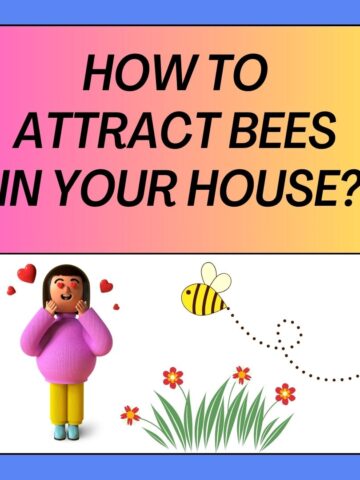 How To Attract Bees In Your House