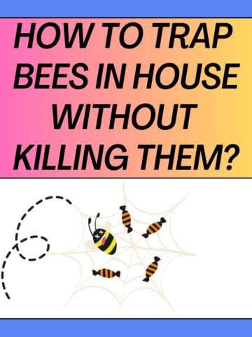 How To Trap Bees In Your House Without Killing Them