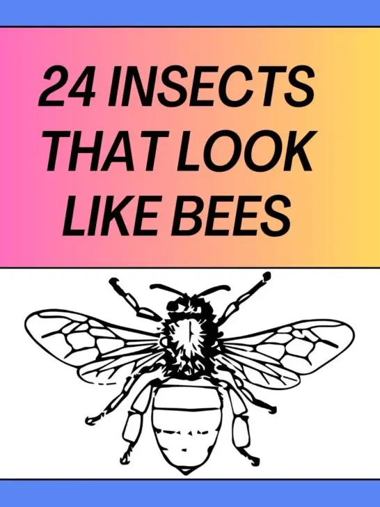 24 Insects That Look Like Bees