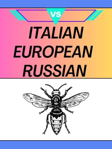 Italian Bees vs European Bees vs Russian Bees