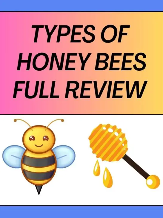 20 Types of Honey Bees You Must Know