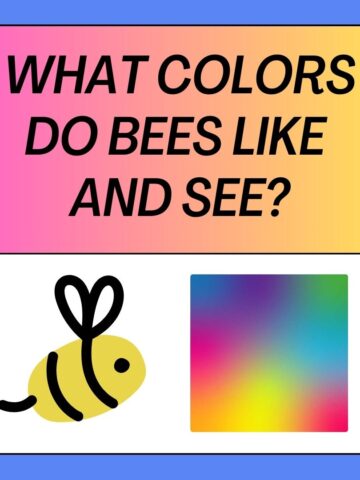 what Colors Do Bees Like and See