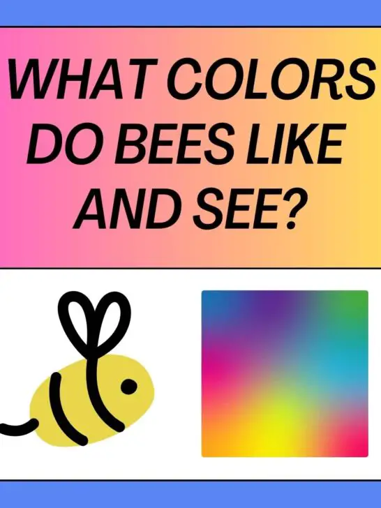 What Colors Do Bees Like and See?  Bee’s Color Spectrum