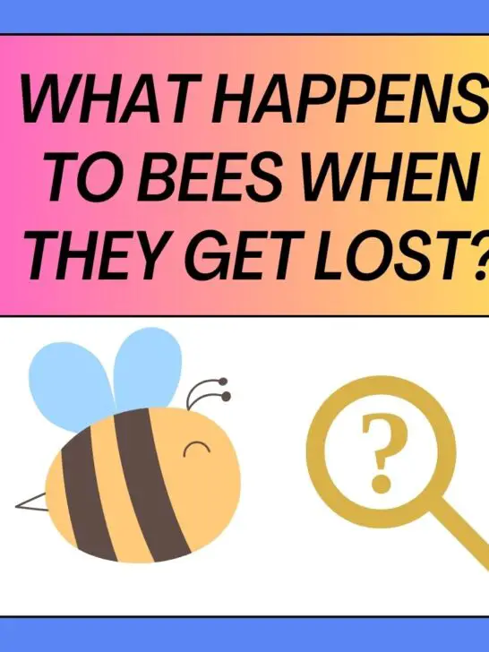 What Happens To Bees When They Get Lost?