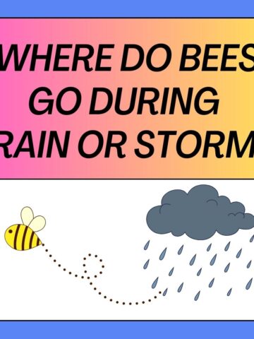 Where Do Bees Go When It Rains 4 Places of Refuge