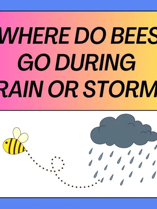 Where Do Bees Go When It Rains? 4 Places of Refuge