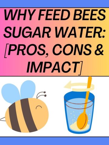 Why Feed Bees Sugar Water [Pros, Cons and Impact