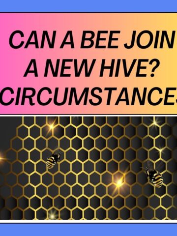 Can A Bee Join A New Hive