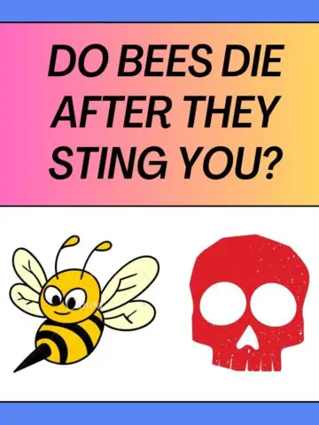 Do Bees Die After They Sting You