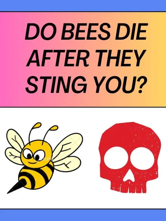 Do Bees Die After They Sting You? If Yes Why?