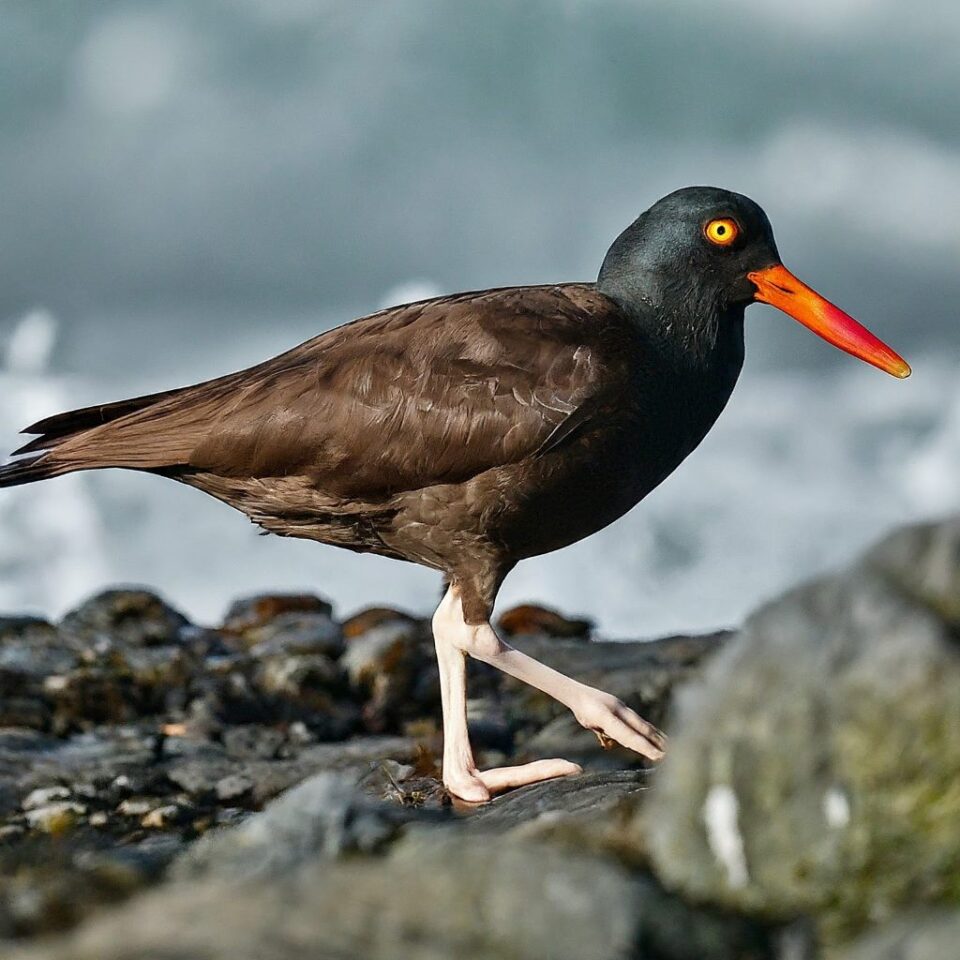 40+ Unique Black Birds With Orange Beaks (With Pictures)