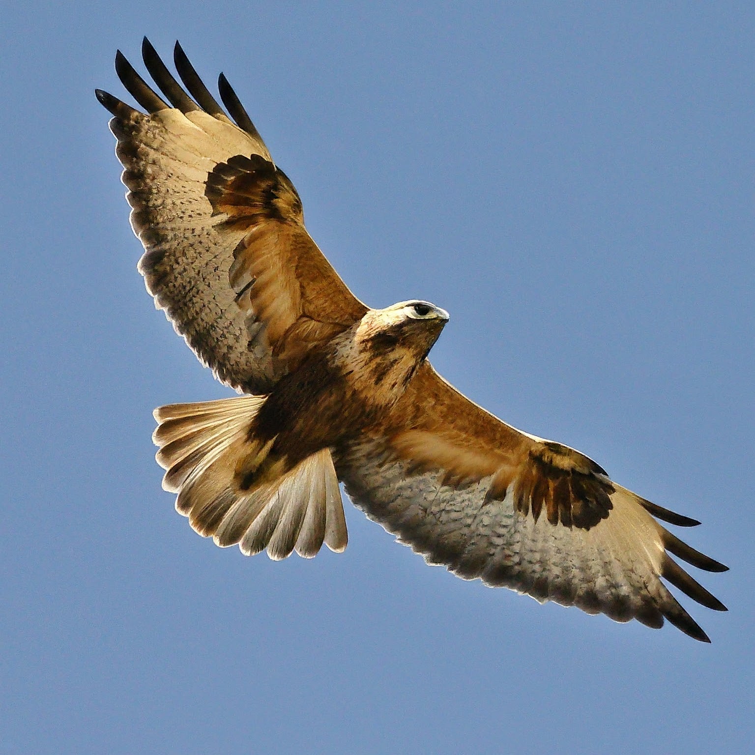 11 Amazing Hawks With White Heads (With Pictures)