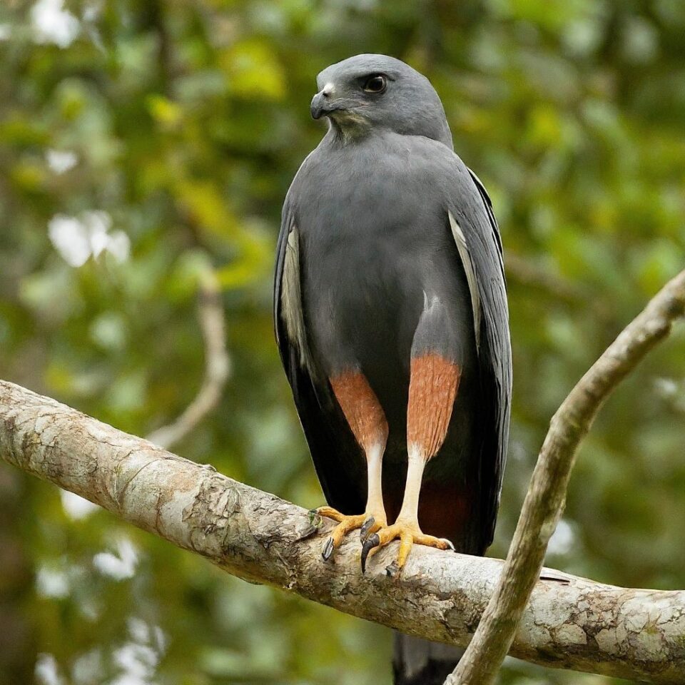 11 Amazing Hawks With White Heads (With Pictures)