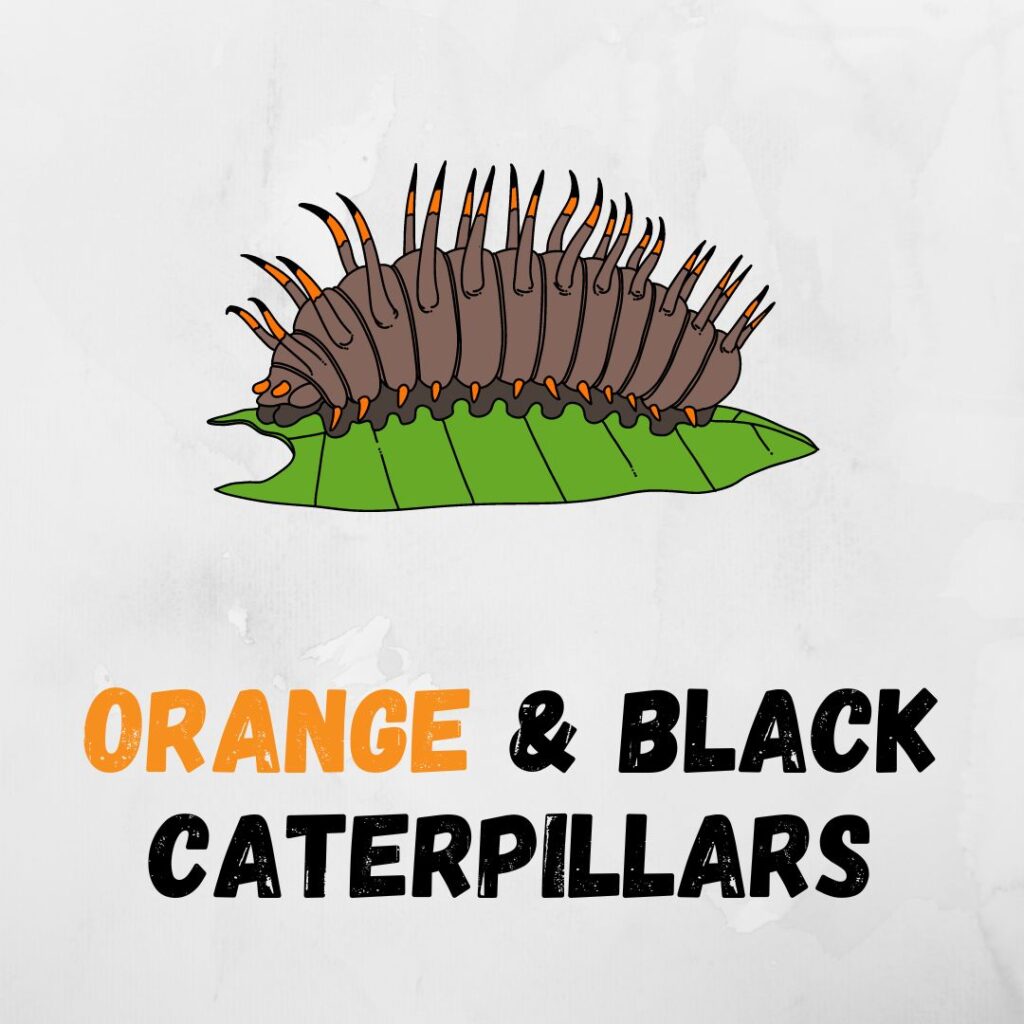 35 Types Of Orange And Black Caterpillars With Pictures   Orange And Black Caterpillars 1024x1024 