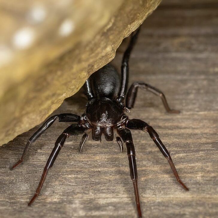 16 Spiders That Look Like Black Widows (False Widows) With Pictures