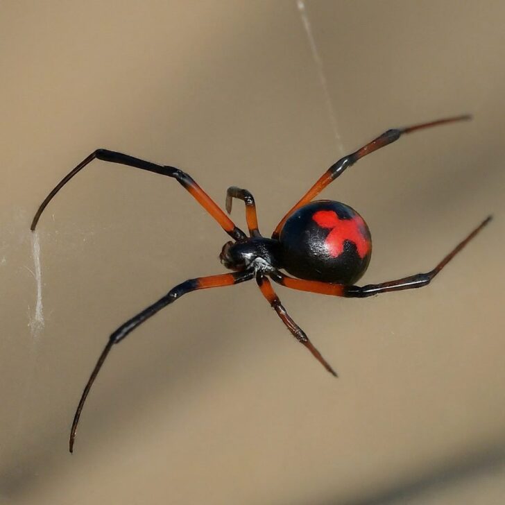 16 Spiders That Look Like Black Widows (False Widows) With Pictures