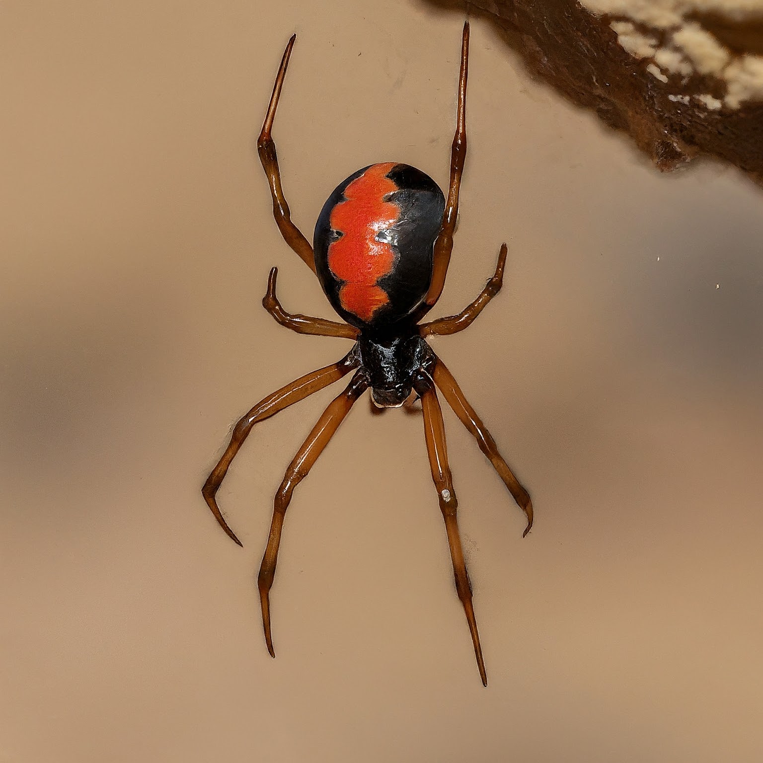 16 Spiders That Look Like Black Widows False Widows With Pictures 